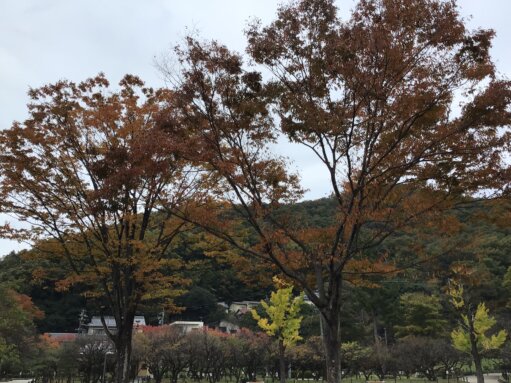 梅林公園の紅葉🍂